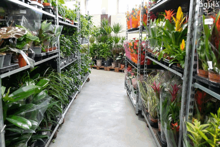 متجر لبيع النباتات والزهور المنزلية