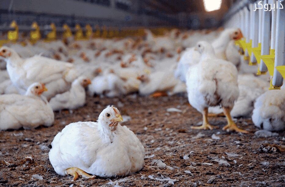 تربية الدواجن