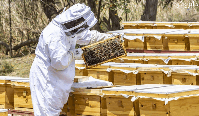 إنتاج العسل وتربية النحل