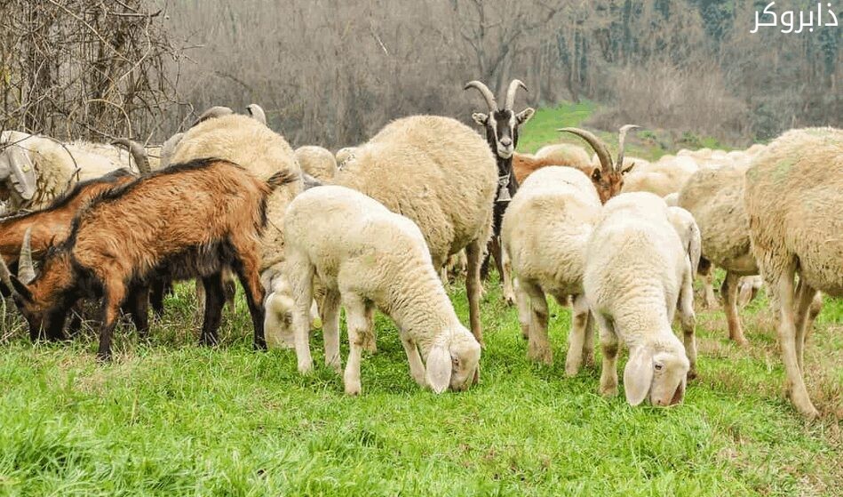 تربية الأغنام والماعز