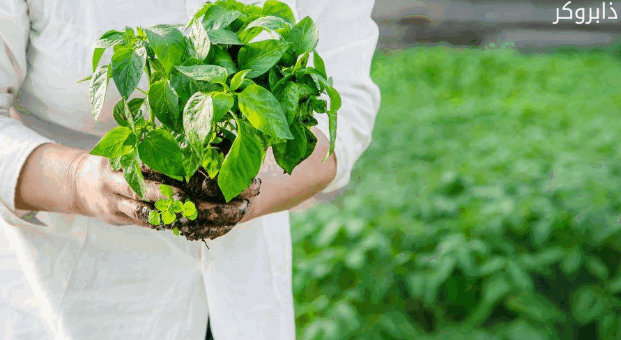 زراعة الأعشاب الطبية والعطرية
