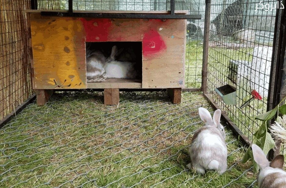 تربية الأرانب