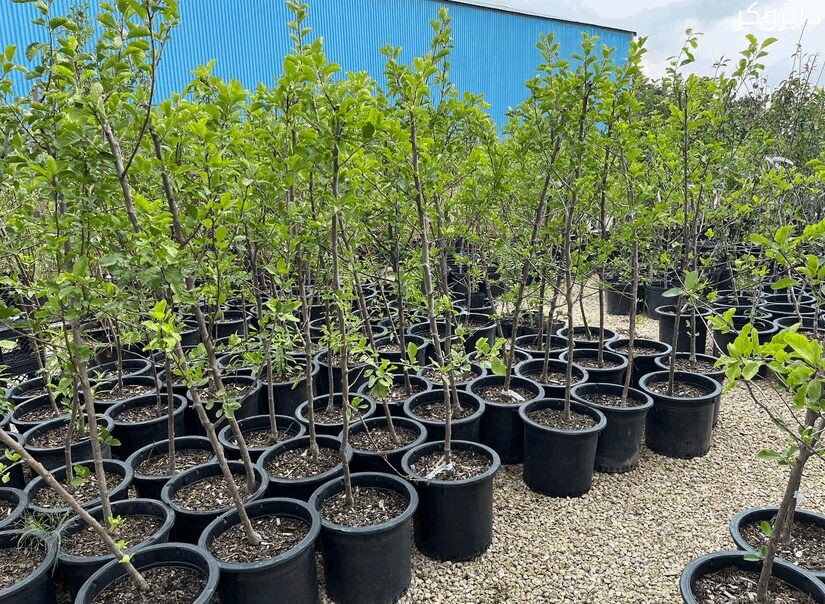 مشتل نباتات زينة وأشجار مثمرة