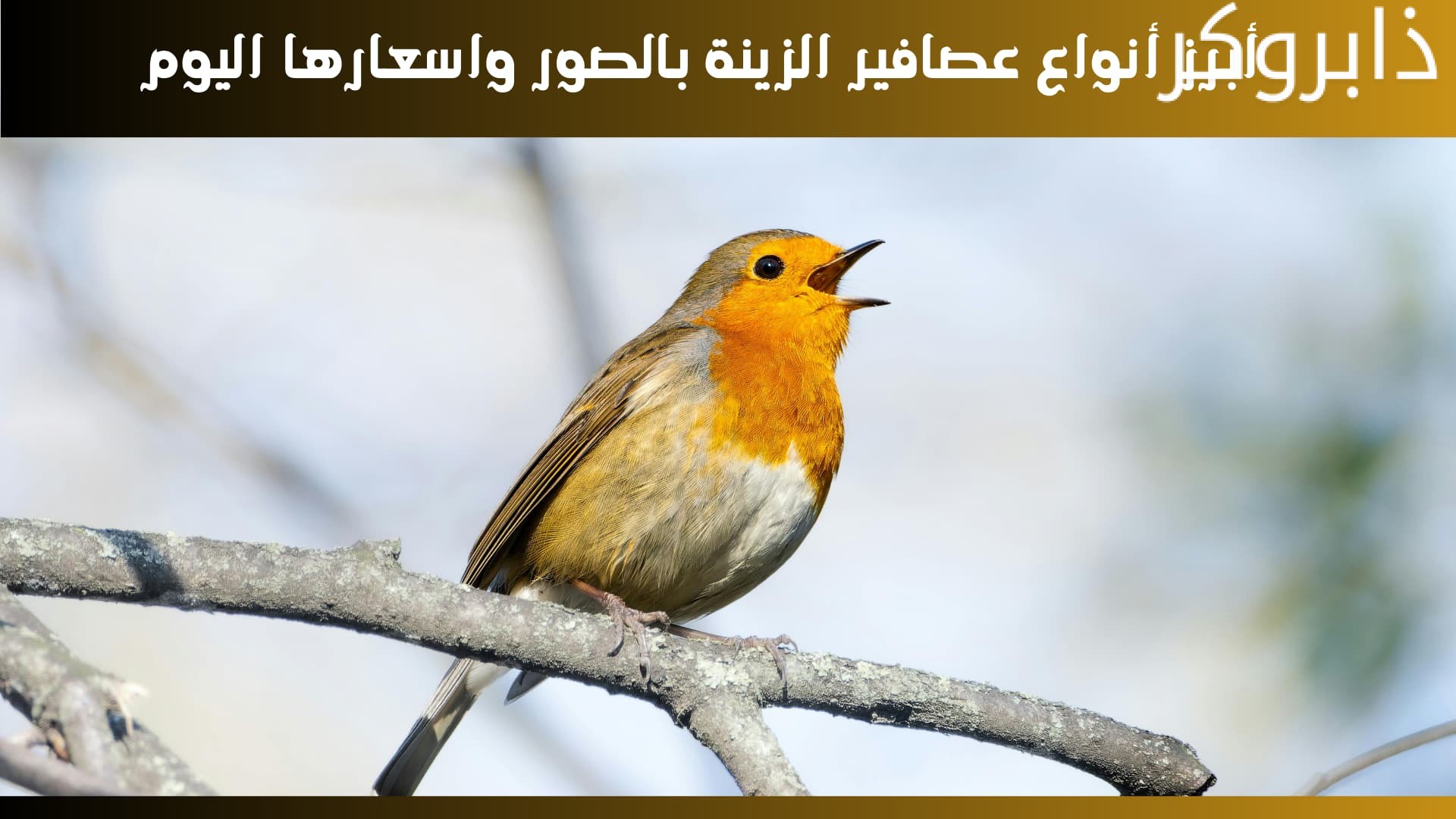 ما هي أسعار عصافير الزينة في مصر