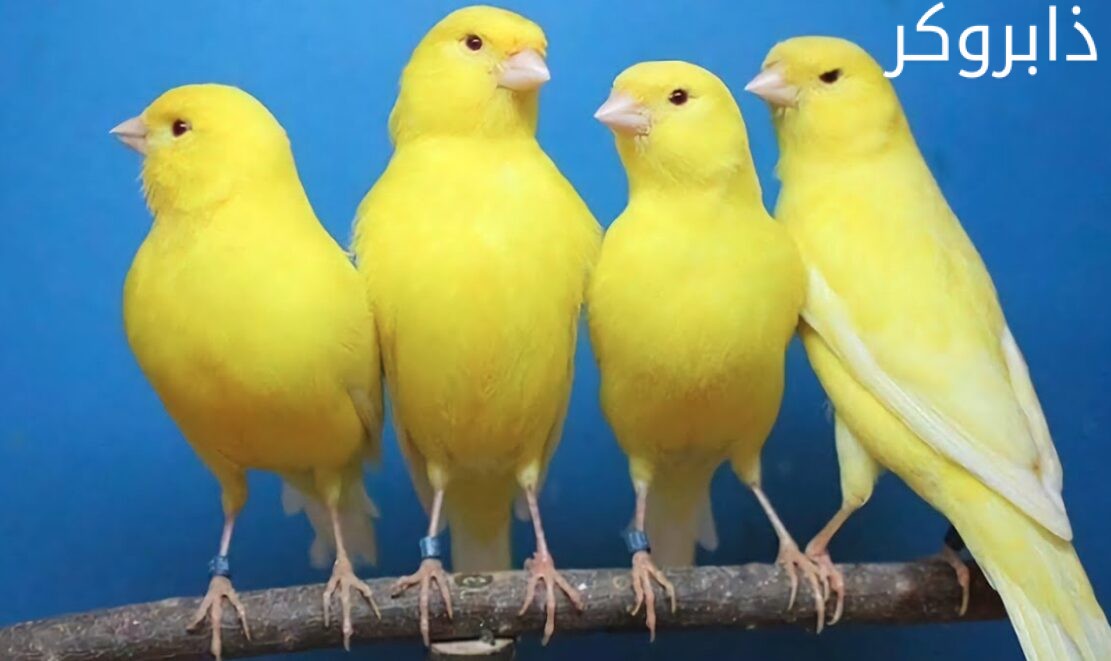 عصافير الكناري Canary Bird