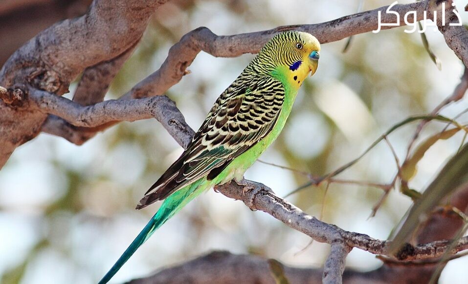 عصافير البادجي Budgie Bird
