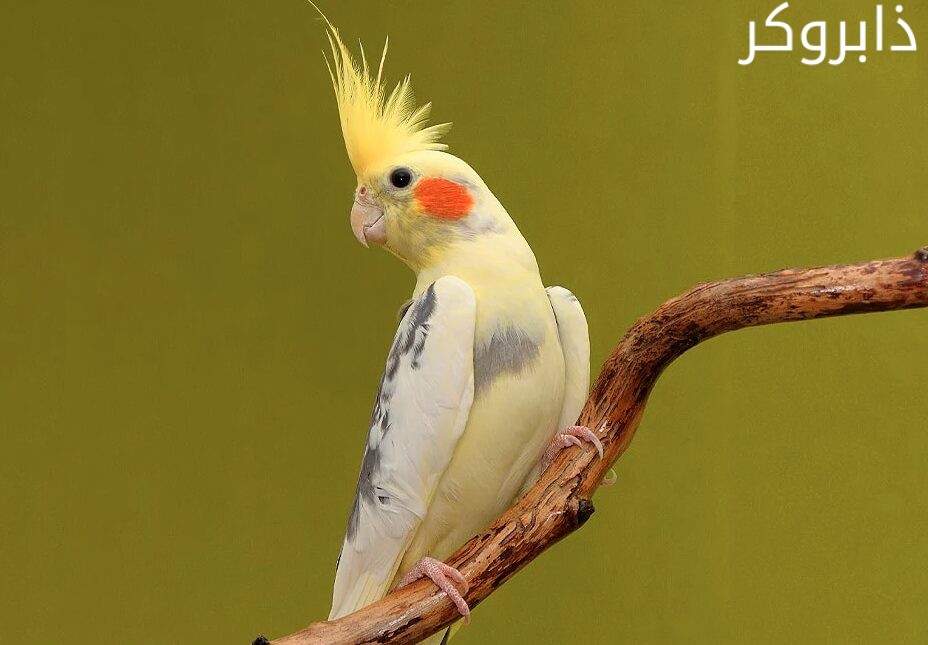عصافير الكوكتيل Cockatiel Bird