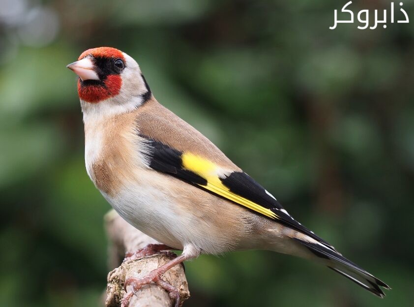عصافير الحسون Goldfinch Bird