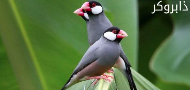 عصافير جاو Java Sparrow