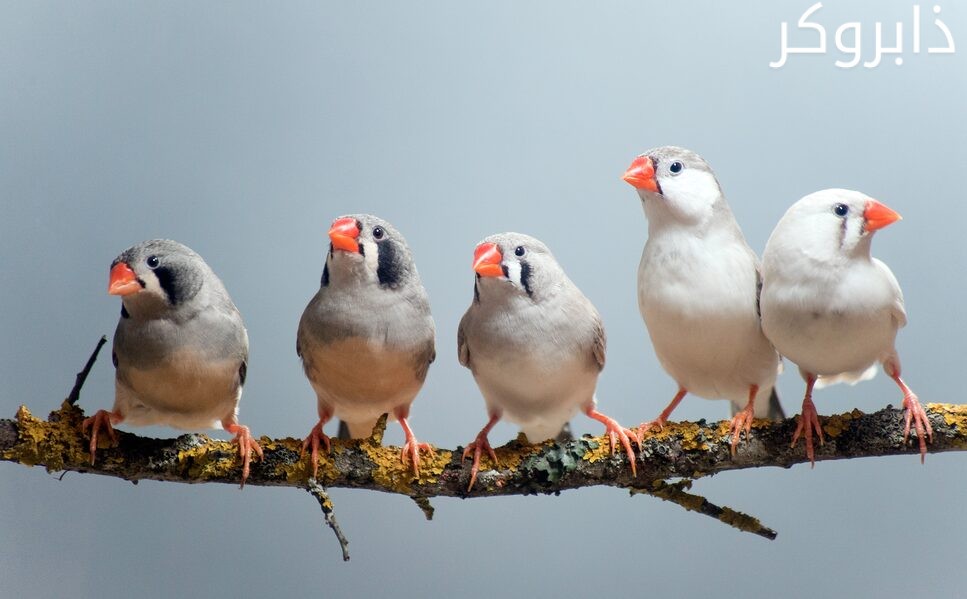 عصافير الزيبرا Zebra Finch Bird