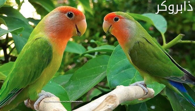 عصافير الروز Peach-faced Lovebird