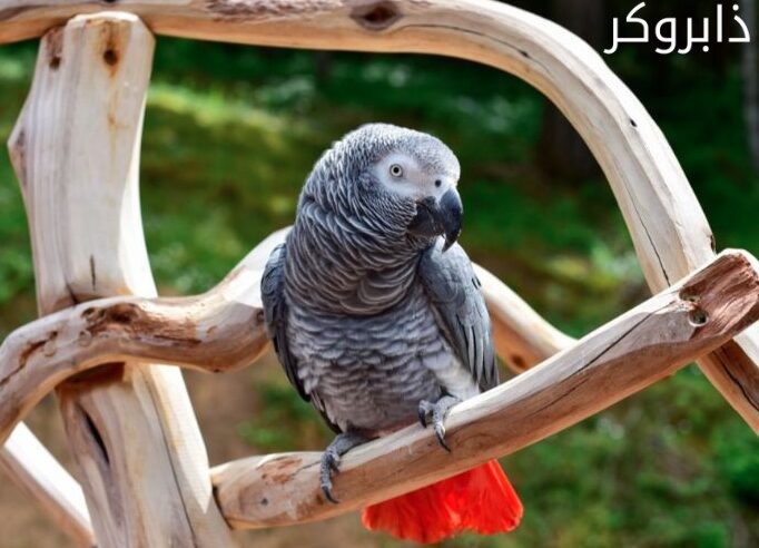 عصافير الكاسكو African Grey Parrot