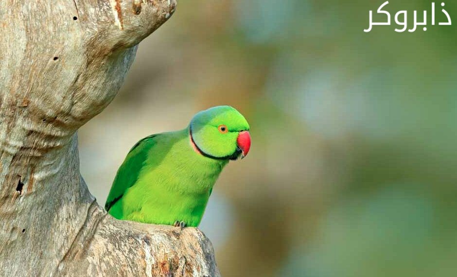 عصافير الدرة المطوق Ring-necked Parakeet