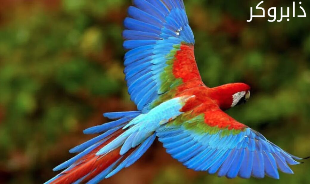 عصافير المكاو Macaw Parrot