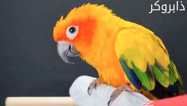 عصافير الكونيور Conure Parrot