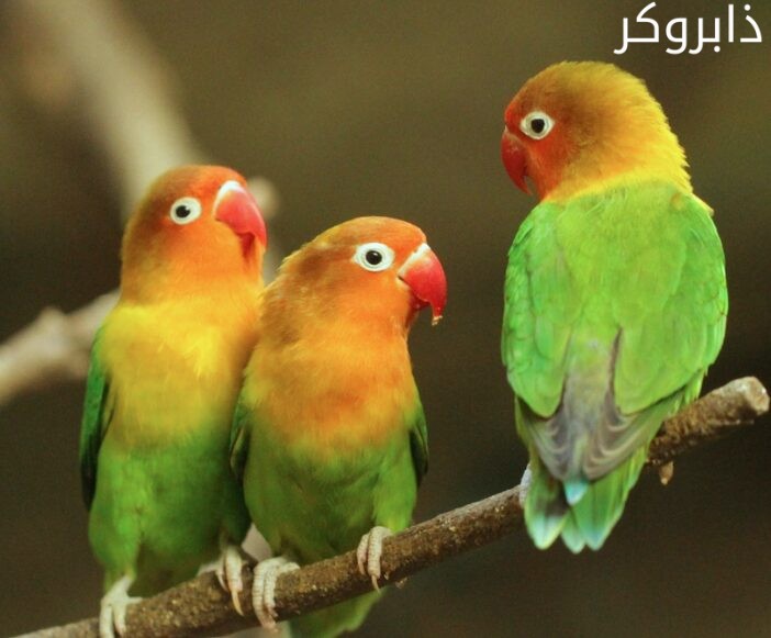 عصافير الفيشر Fischer Lovebird