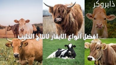 افضل انواع الابقار لانتاج الحليب