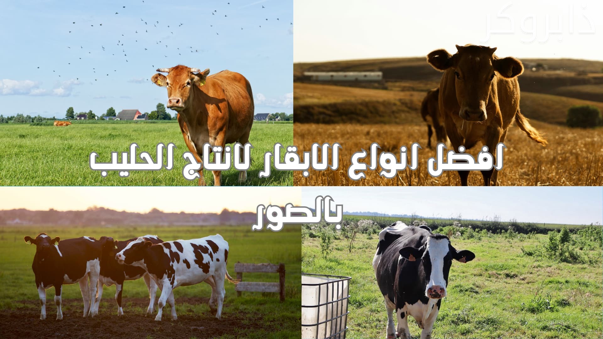 افضل انواع الابقار لانتاج الحليب بالصور