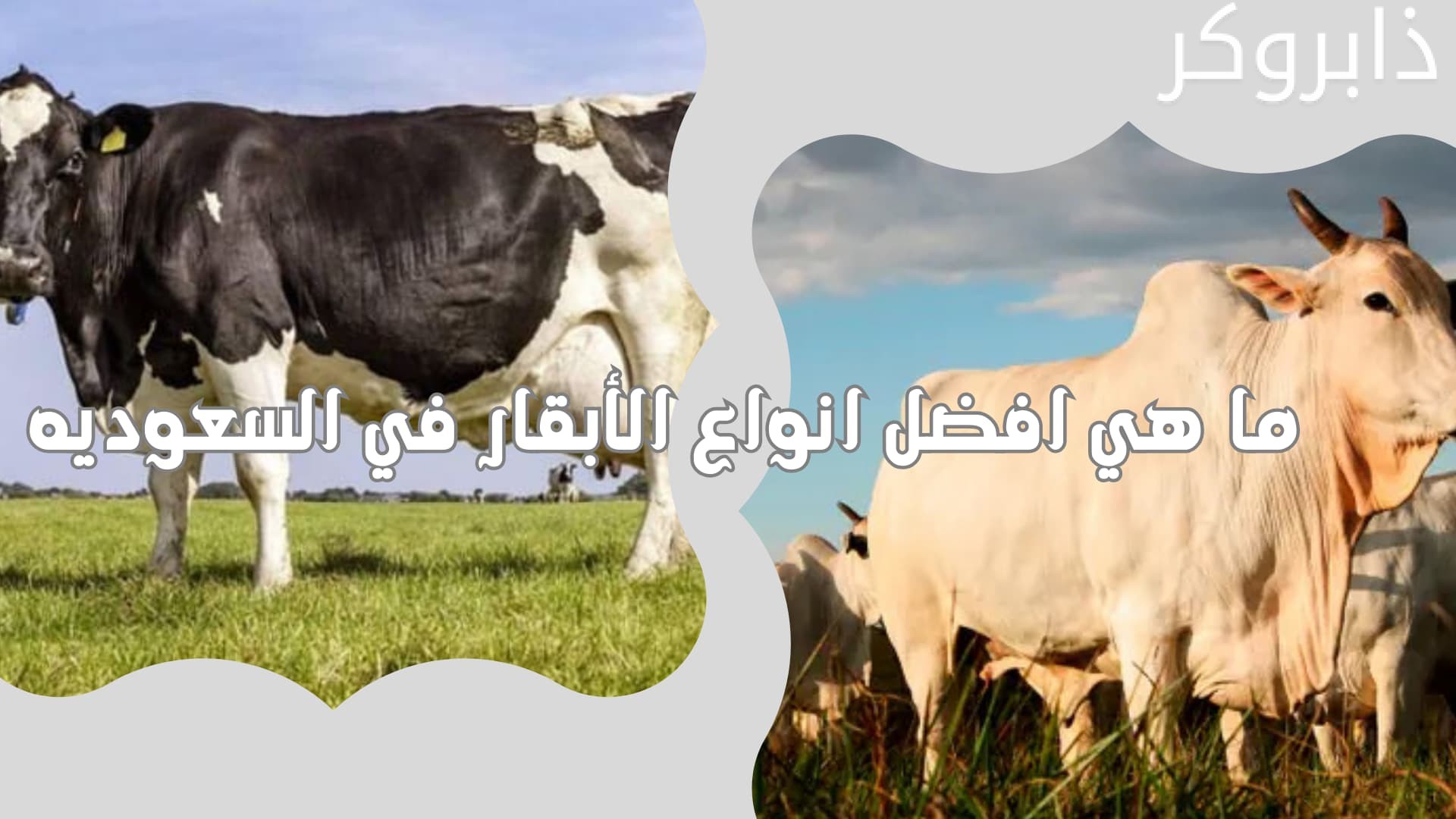 ما هي افضل انواع الأبقار في السعوديه