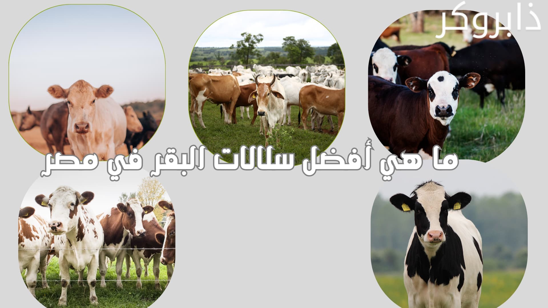 ما هي أفضل سلالات البقر في مصر