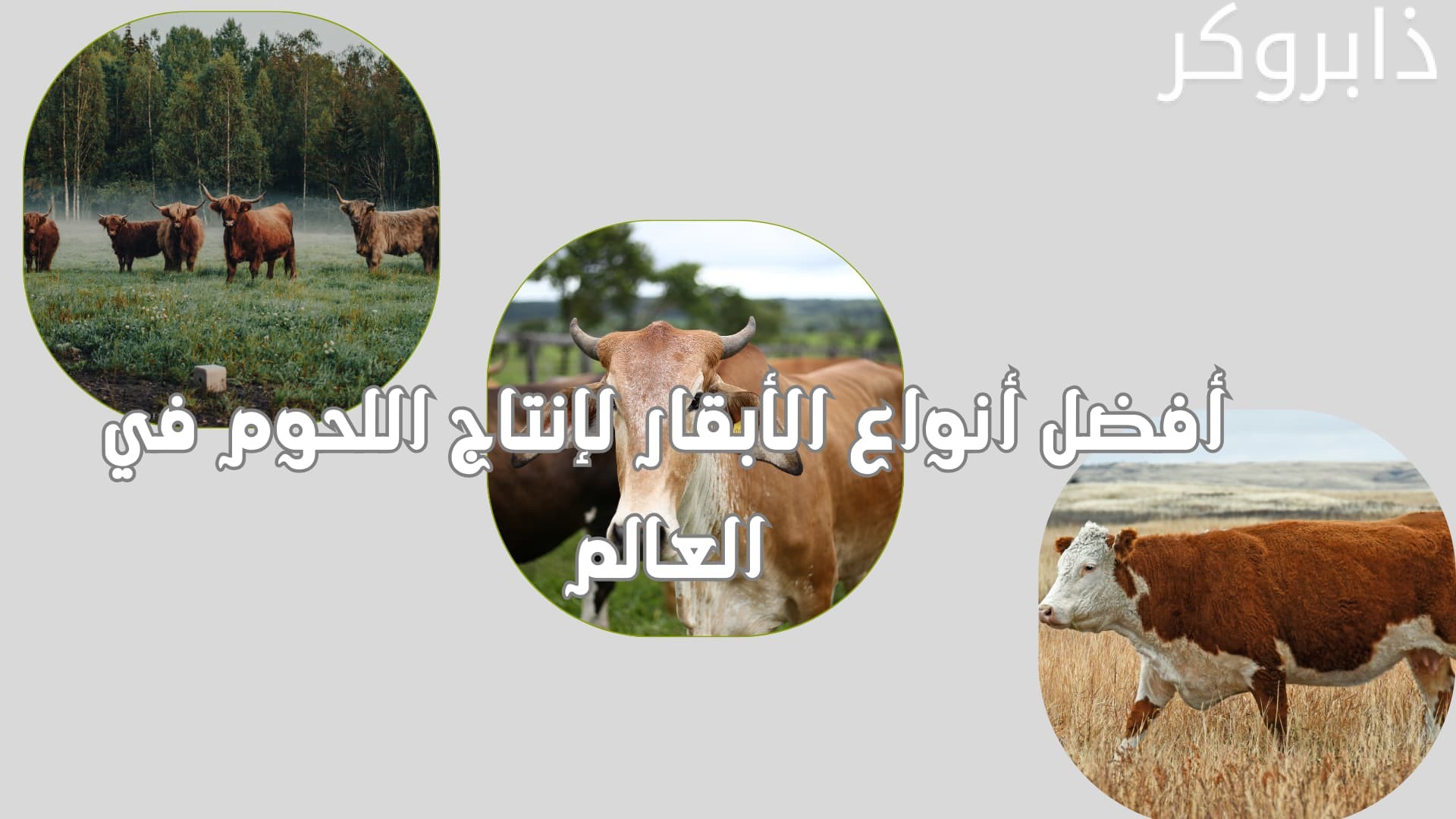 أفضل أنواع الأبقار لإنتاج اللحوم في العالم
