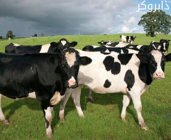 أبقار هولشتاين Holstein
