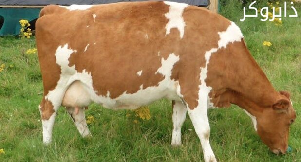 أبقار غيرنزي Guernsey