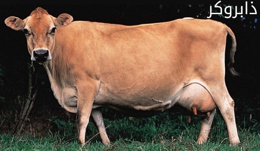 أبقار سويسري بني Brown Swiss