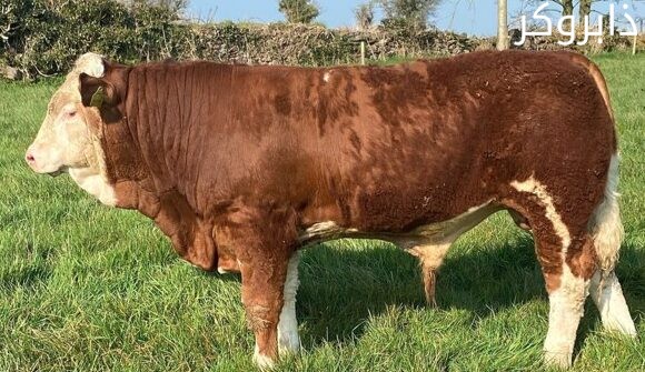 أبقار سمنتال Simmental