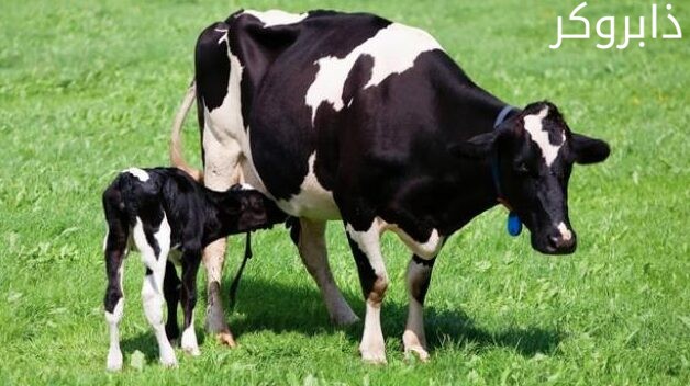 أبقار فريزيان Friesian