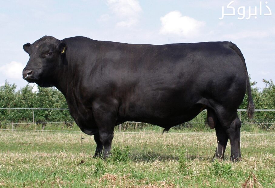 أبقار الأنجس Angus