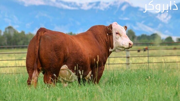 أبقار هيرفورد Hereford