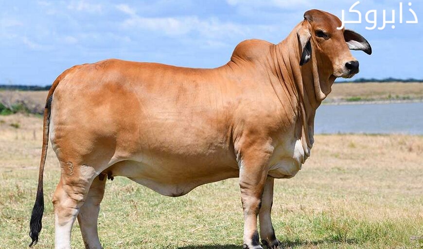 أبقار براهمان Brahman