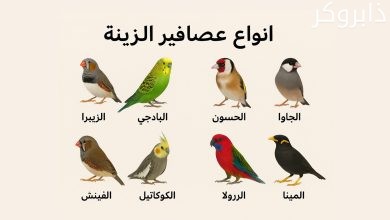 أنواع عصافير الزينة بالصور واسعارها