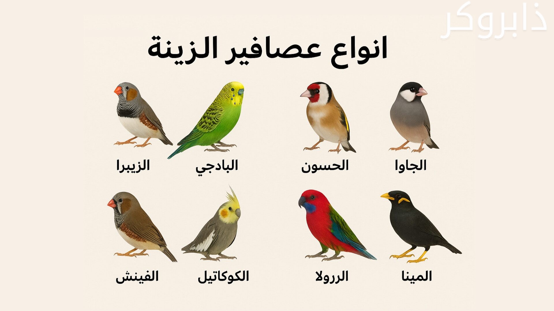 أنواع عصافير الزينة بالصور واسعارها