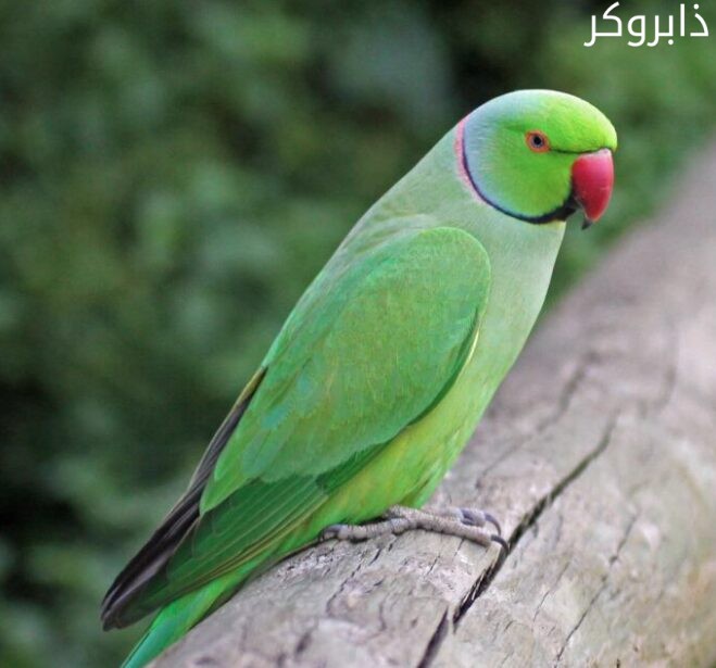 ببغاء الدرة