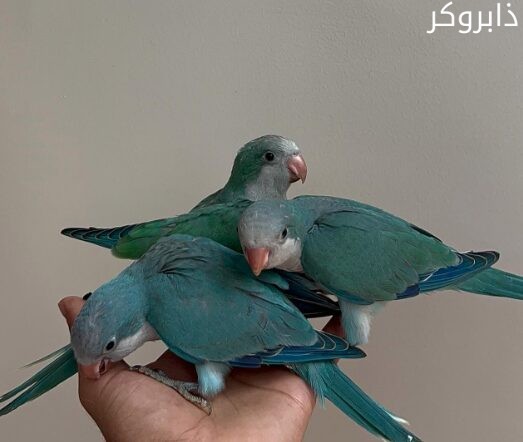 ببغاء الكويكر