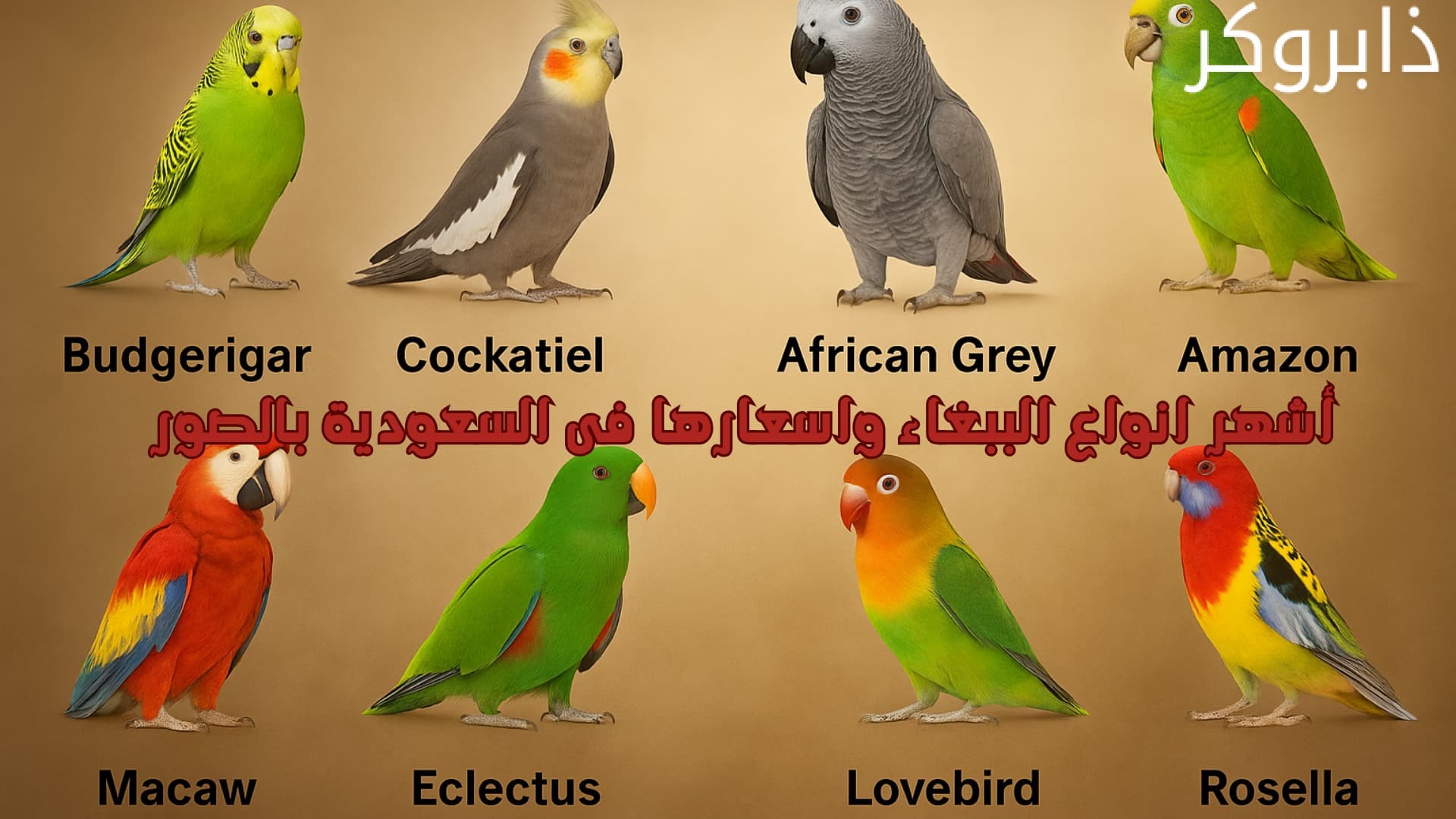 أشهر انواع الببغاء واسعارها فى السعودية بالصور