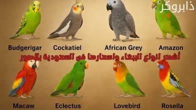 انواع الببغاء واسعارها فى السعودية