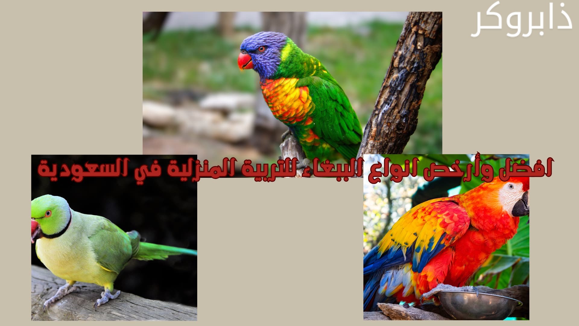 افضل وأرخص انواع الببغاء للتربية المنزلية في السعودية
