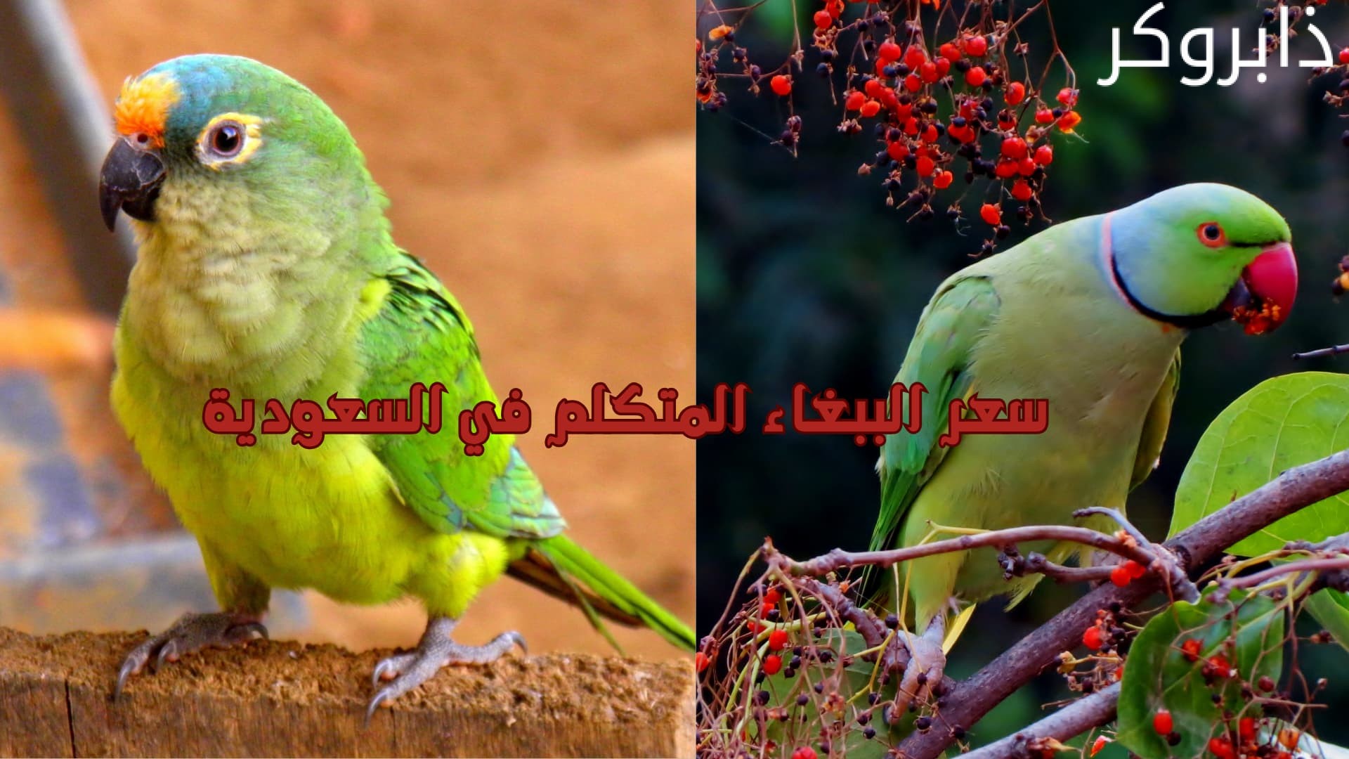 سعر الببغاء المتكلم في السعودية