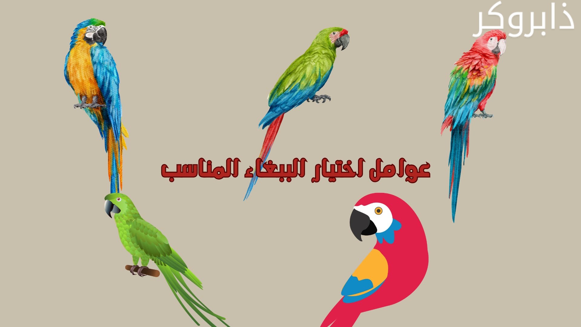عوامل اختيار الببغاء المناسب