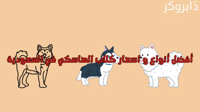 أفضل أنواع و اسعار كلاب الهاسكي في السعودية