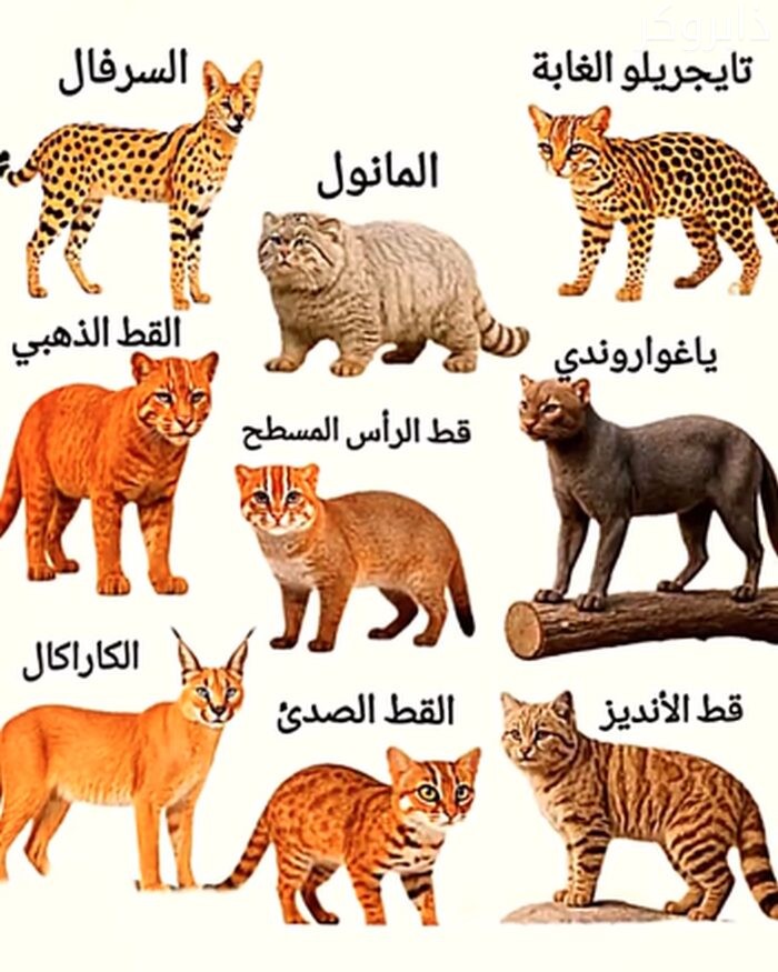 أكبر أنواع القطط البرية المتوحشة في العالم