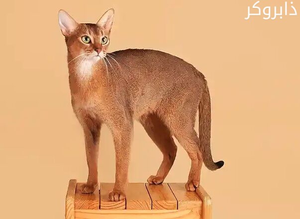 القط الحبشي