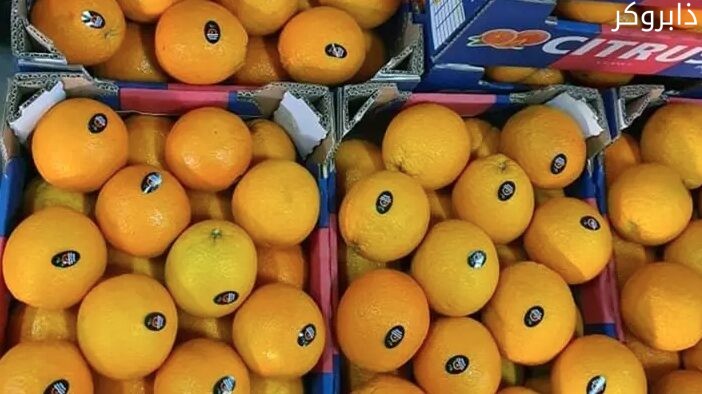 سعر البرتقال للتصدير اليوم