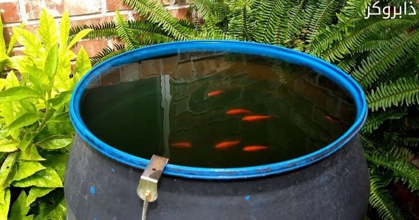 تربية أسماك في برميل