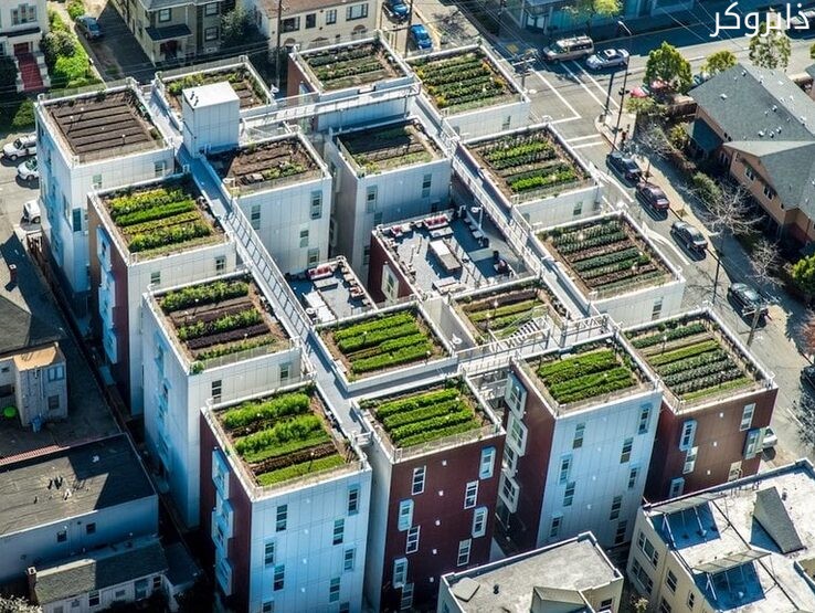 زراعة فوق الأسطح