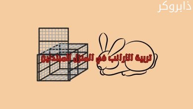 تربية الارانب في المنزل للمبتدئين