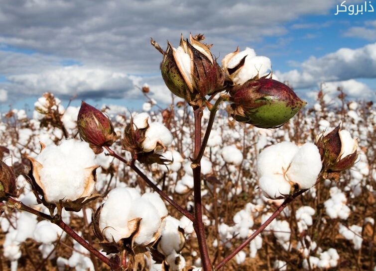 اماكن زراعه القطن في مصر